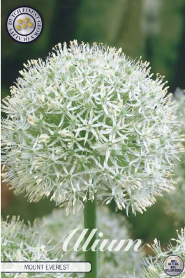 Allium Mount Everest x2