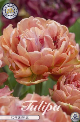 Tulp Double Late Copper Image x5